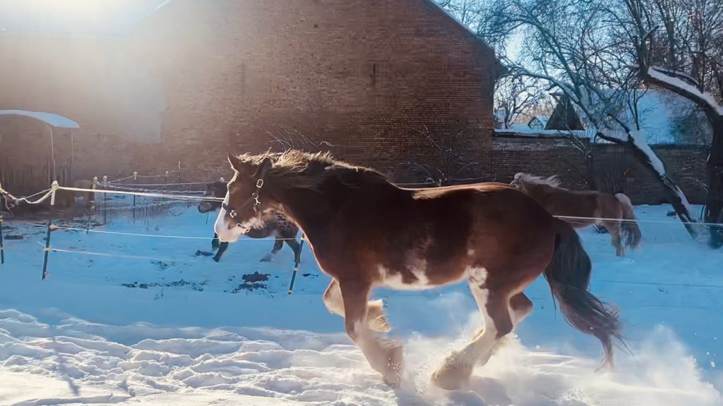 Schneegalopp